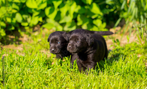 Young dogs of breed labrador close up. Labrador puppy, beautiful little dogs running around the green grass. Mowed lawn. Copy space for text, long banner.The concept of childhood friendship and games