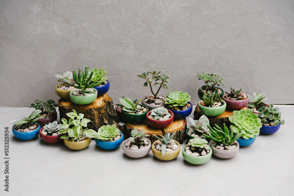 Succulents in beautiful little pots stand on wooden sawn-offs. Ceramic pots. - obrazy, fototapety, plakaty 