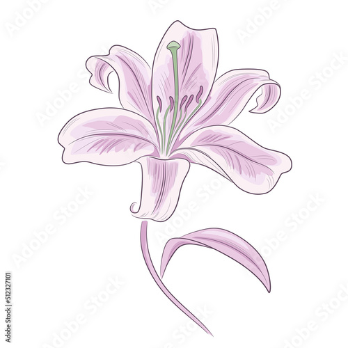 Vector colored illustration of lily flower isolated on white background. Lily icon. © babkinasvetlana