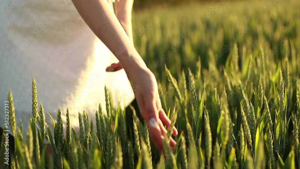 Close up video, female hand touching green wheat in the field
