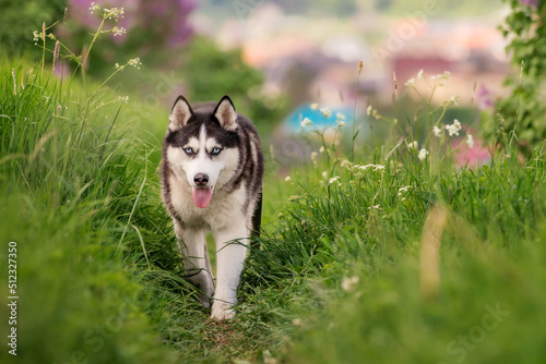 black and white siberian husky walking on a hill in the green grass in the mountains and against the backdrop of a panoramic landscape with houses on the horizon. © Maria Moroz