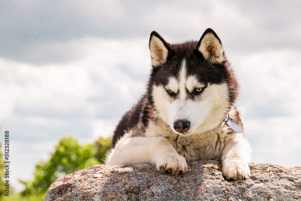 An adorable Siberian Husky lies on a mountain against the background of the sky and clouds. Dog on a natural background.