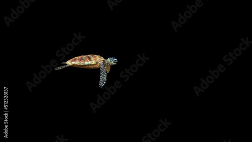 4K Turtle Swim animation.3840×2160.13 Second Long.Transparent Alpha video.