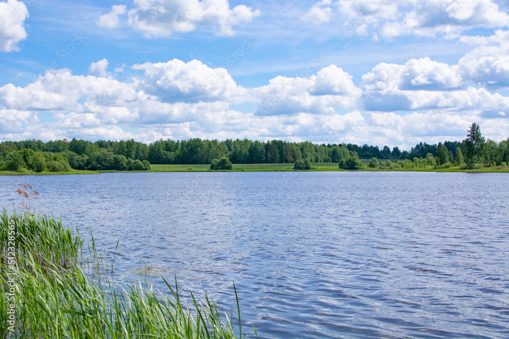 A lake and grass sedge. Summer landscape of Belarus