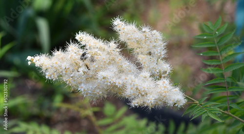 Inflorescences of Sorbaria sorbifolia (Latin Sorbaria sorbifolia) or false spirea in the summer garden  photo