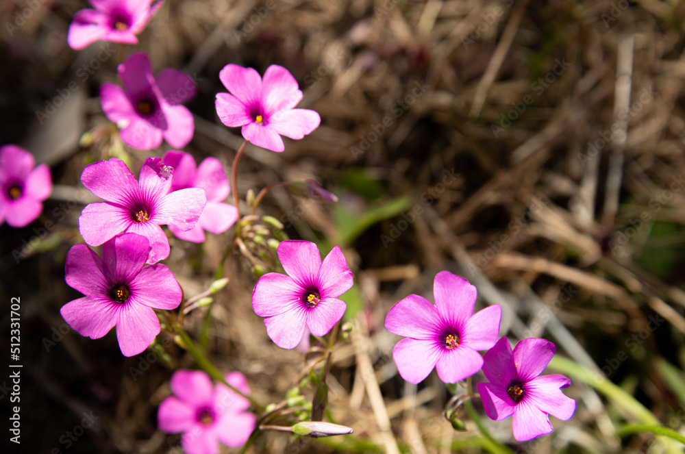 Oxalis articulata or Oxalis floribunda growing on the hills near Pesaro and Urbino, in the Marche region of Italy
Oxalis articulata or Oxalis floribunda growing on the hills near Pesaro and Urbino, in the Marche region of Italy