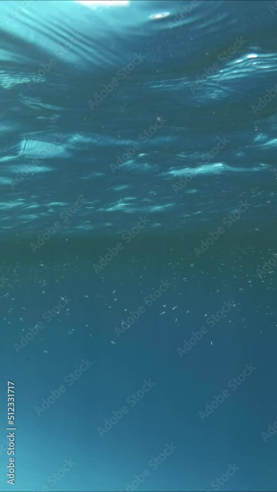 VERTICAL VIDEO: Large school of small fishes feeds in the surface water rich in plankton. Visually distinguishable plankton-rich water layer (rarely seen phenomenon) VERTICAL VIDEO: Large school of small fishes feeds in the surface water rich in plankton. Visually distinguishable plankton-rich water layer (rarely seen phenomenon)