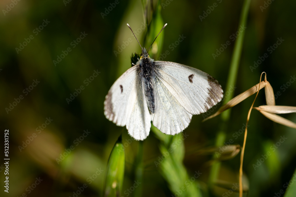 Pieris brassicae, butterfly also called cabbage butterfly, cabbage white, cabbage moth, or in India the large cabbage white Pieris brassicae, butterfly also called cabbage butterfly, cabbage white, cabbage moth, or in India the large cabbage white