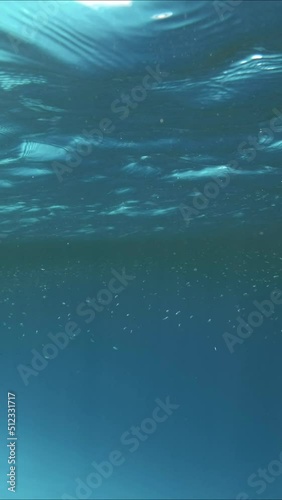 Wallpaper Mural VERTICAL VIDEO: Large school of small fishes feeds in the surface water rich in plankton. Visually distinguishable plankton-rich water layer (rarely seen phenomenon) Torontodigital.ca