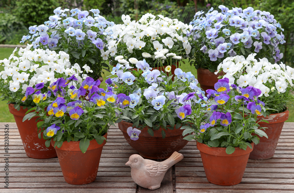weiße und blaue Hornveilchen in Terracotta-Töpfen im Garten