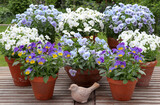 weiße und blaue Hornveilchen in Terracotta-Töpfen im Garten