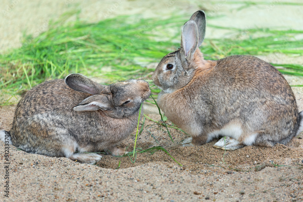 Two eared hares, rabbits sit opposite each other on the sand near the grass. Love, courtship, Symbol of Easter. Two eared hares, rabbits sit opposite each other on the sand near the grass. Love, courtship, Symbol of Easter.