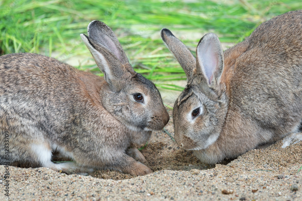 Two eared hares, rabbits sit opposite each other on the sand near the grass. Love, courtship, Symbol of Easter. Two eared hares, rabbits sit opposite each other on the sand near the grass. Love, courtship, Symbol of Easter.