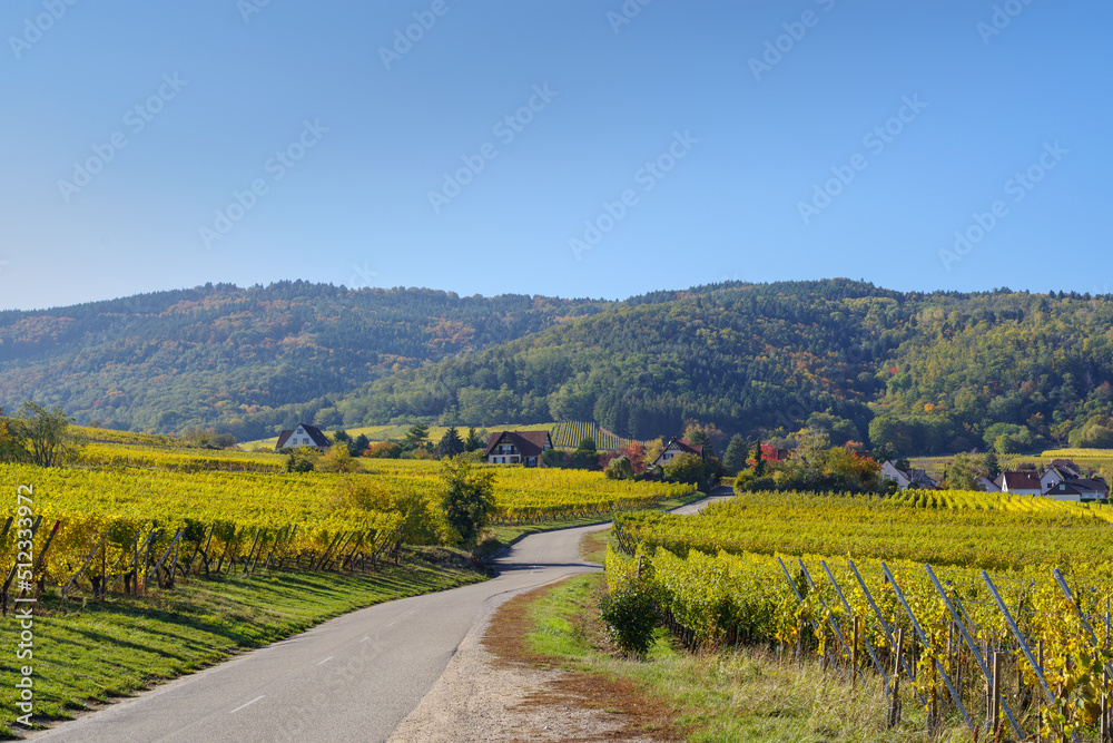 Autumnal landscape of vines and hills in Alsace near Riquewihr village, Grand Est, France