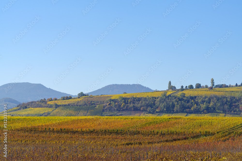 Autumnal landscape of vines and hills in Alsace near Riquewihr village, Grand Est, France