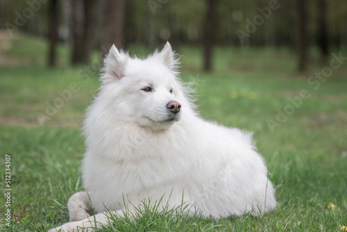 Portrait of a beautiful thoroughbred Samoyed in a city park in early autumn. © shymar27