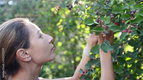 Women's hands collect ripe berries in the summer garden and eating fresh Purple fruits of shadbush serviceberry. Berry from the Amelanchier lamarckii, also called juneberry, serviceberry or shadbush
