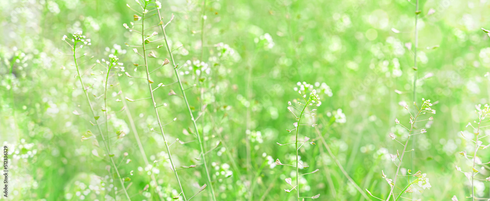 Meadow grass in sunlight and glare. Natural background. Horizontal view.