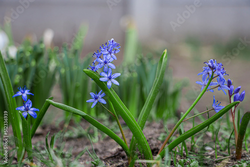 Blue Scilla flowers. First spring flowers. photo