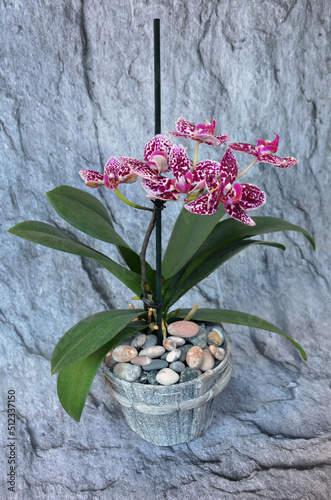 Violet and white variegated blooming mini orchid Phalaenopsis  in a pot . Growing home and office plants ,greeting  flower gift in a pot  or still life with orchids concept. Free copy space. photo