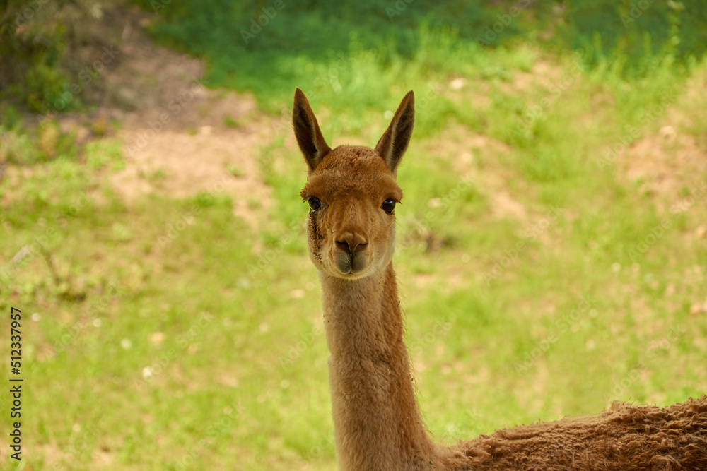 Lama vicugna is grazing in a pasture. Portrait of a female vicuna Lama vicugna is grazing in a pasture. Portrait of a female vicuna
