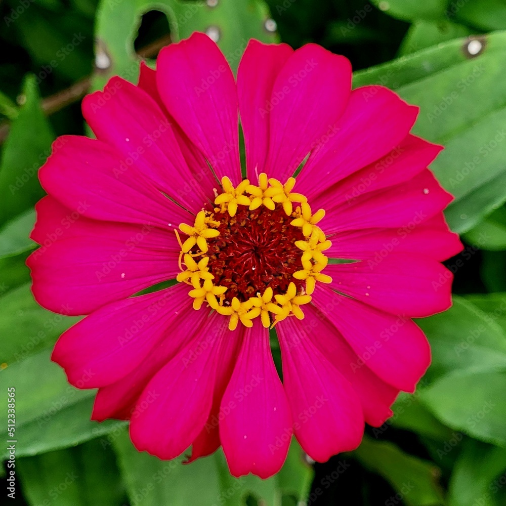 Round shape of a pink flower with beautiful nectar