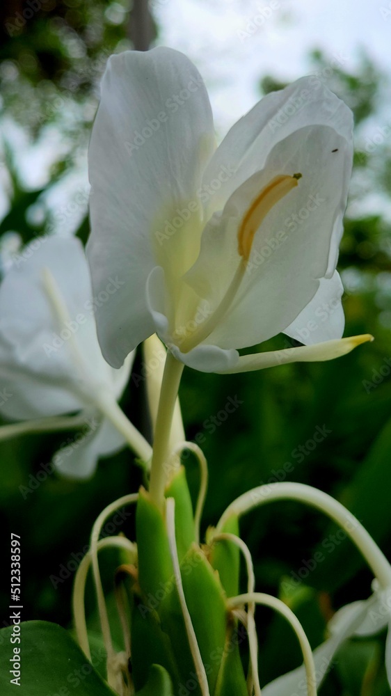 Close up look of a beautiful white flower in the garden Close up look of a beautiful white flower in the garden