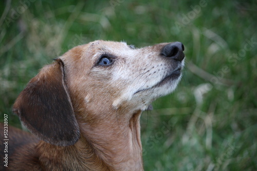 Senior Miniature Dachsund