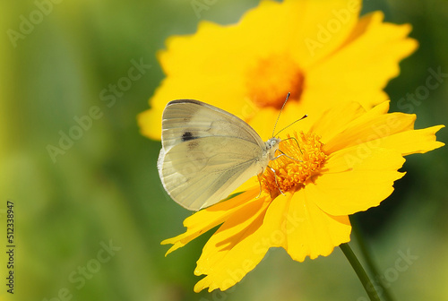 A white butterfly on a yellow flower close-up. Macro close-up photo of a sitting butterfly on a bright flower. Beautiful summer wallpapers on your desktop. A postcard with a butterfly. © Alekskan12