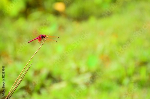 red dragonfly on leaf © Siri.P