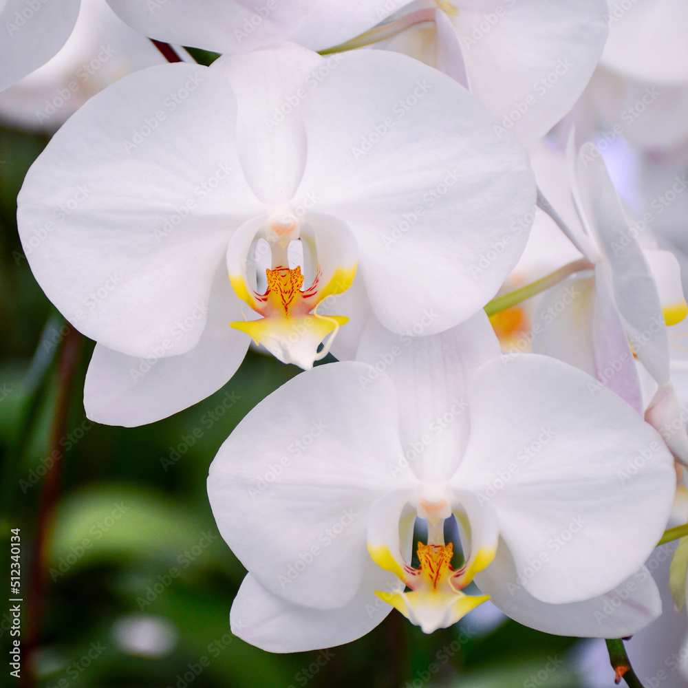 white orchid flower white orchid flower