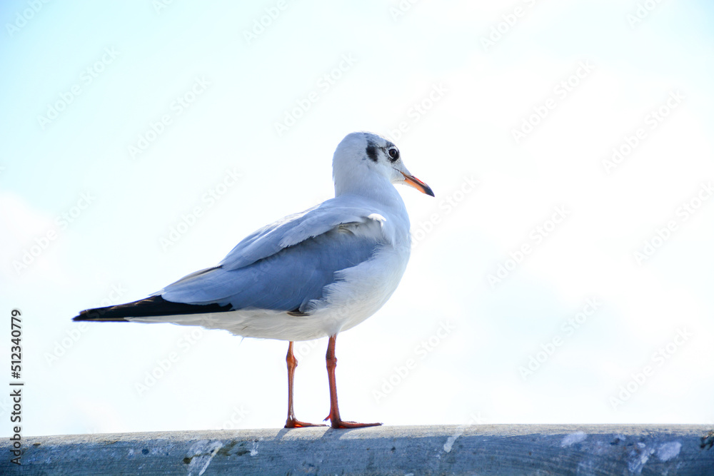 Obraz premium seagull on the beach