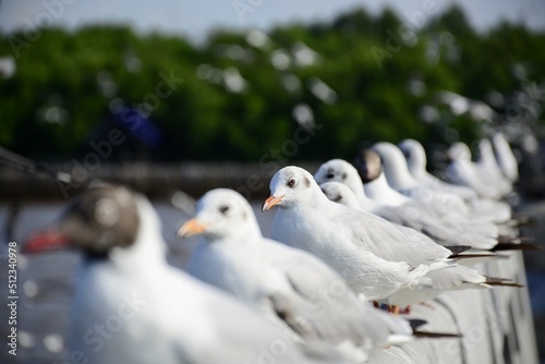 white dove on the sky © Siri.P