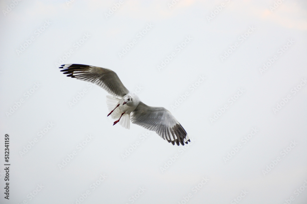 Obraz premium seagull in flight