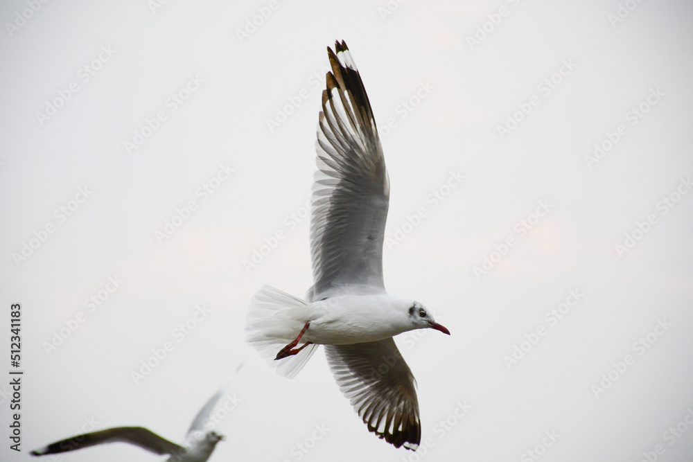 Obraz premium seagull in flight