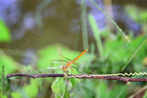 dragonfly on a branch