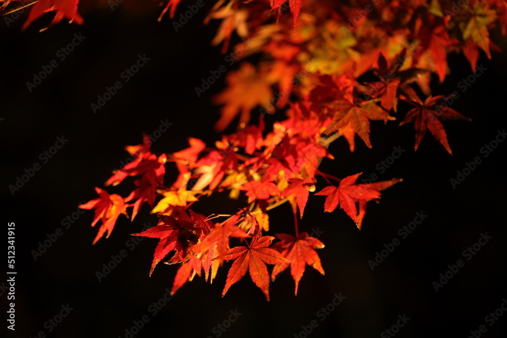 red autumn leaves red autumn leaves