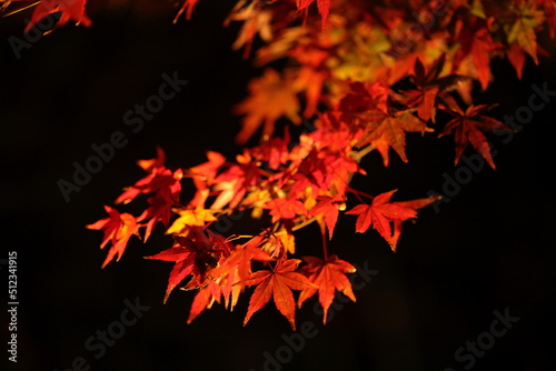 red autumn leaves