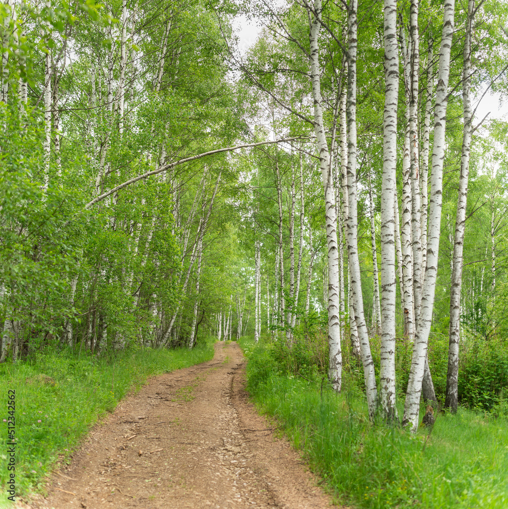 Fototapeta premium Birch grove with untouched grass on a summer sunny day.