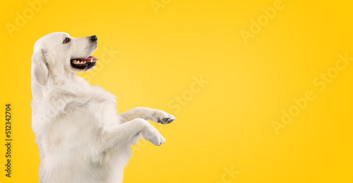 Golden retriever dog sitting on hind legs and begging something, looking at copy space, yellow background, free space