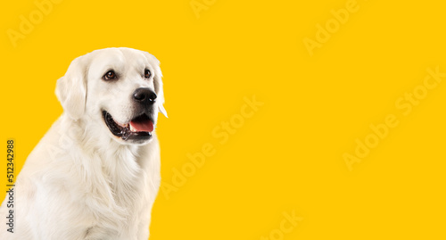 Adult calm golden retriever dog smiling, sitting with open mouth over yellow studio background, panorama with free space