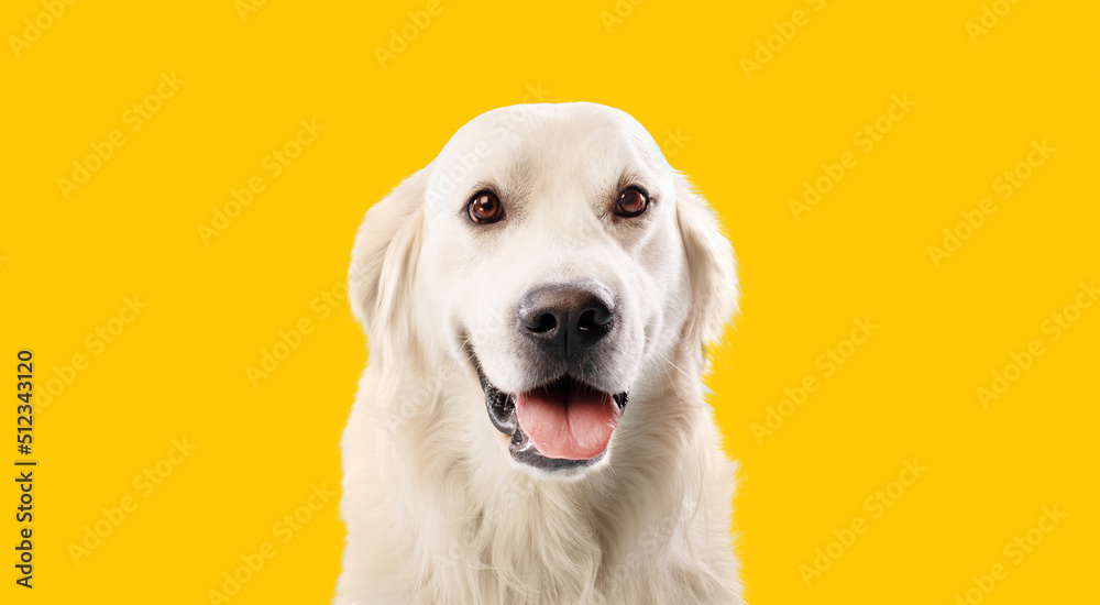 Portrait of pretty blond labrador retriever dog looking at the camera with happy smile, yellow studio background Portrait of pretty blond labrador retriever dog looking at the camera with happy smile, yellow studio background