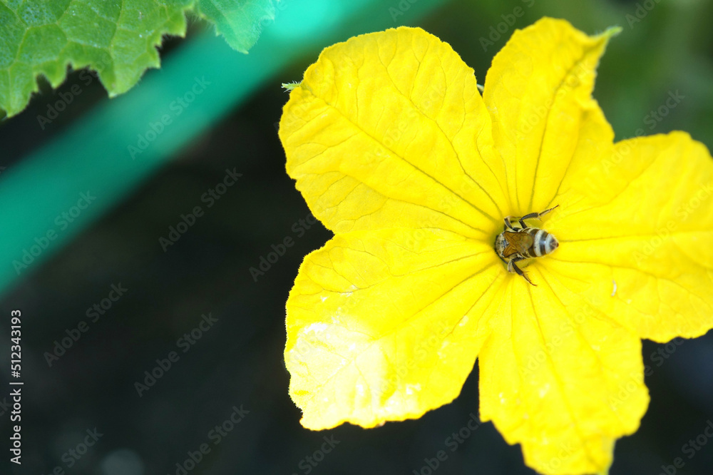 Obraz premium キュウリの花とハチ 家庭菜園 6月
