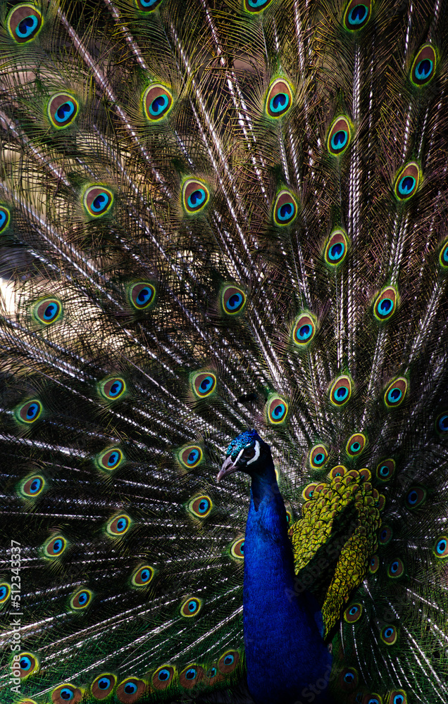 Obraz premium peacock with feathers