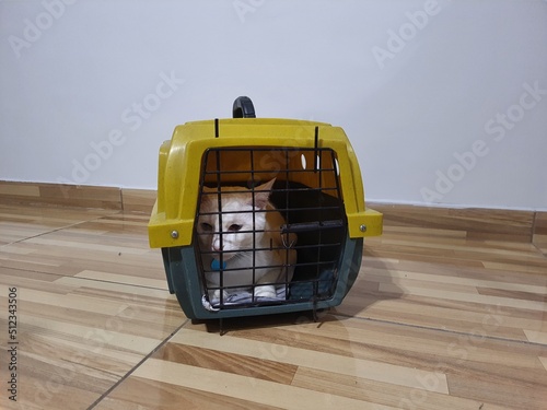 White cat inside a transport box. photo