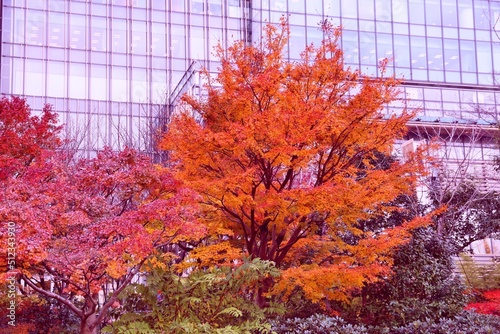 Tokyo autumn in Roppongi district. Vintage filter Japanese autumn leaves. Autumn colors.