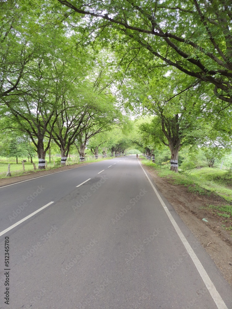 Fototapeta premium road in the woods