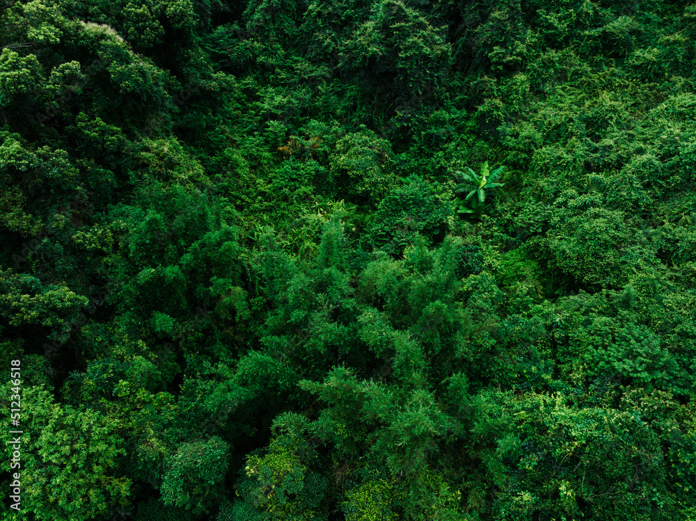 Aerial view of beautiful forest mountain landscape