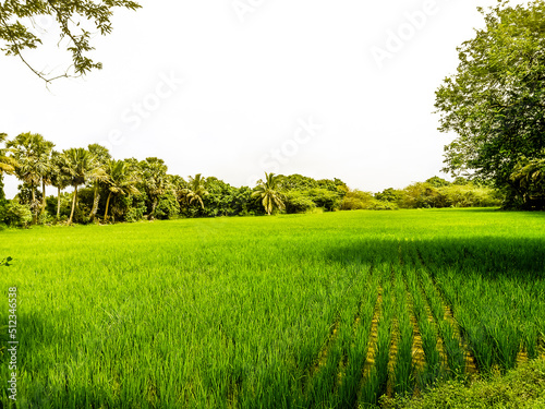 landscape with field and trees