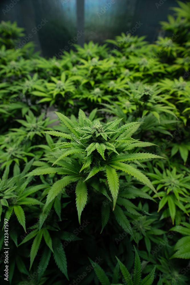 Cannabis Week 2 of Flower Cannabis Week 2 of Flower